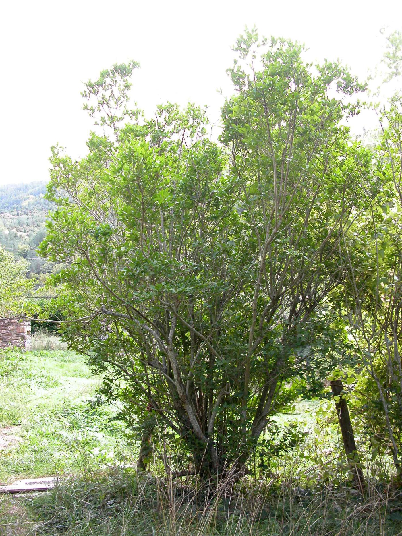 Privet, Broad-leaved